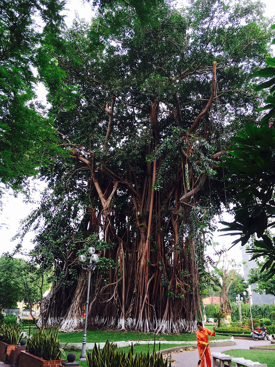 Ly Tu Trong公園のベンガル菩提樹 ホーチミン市 旧サイト 無垢フローリング販売なら樹種 経験豊富なエコロキア