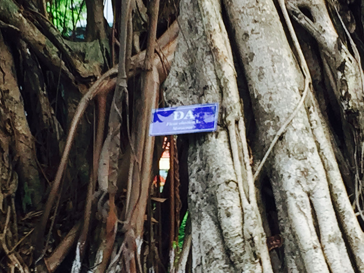 Ly Tu Trong公園のベンガル菩提樹 ホーチミン市 旧サイト 無垢フローリング販売なら樹種 経験豊富なエコロキア